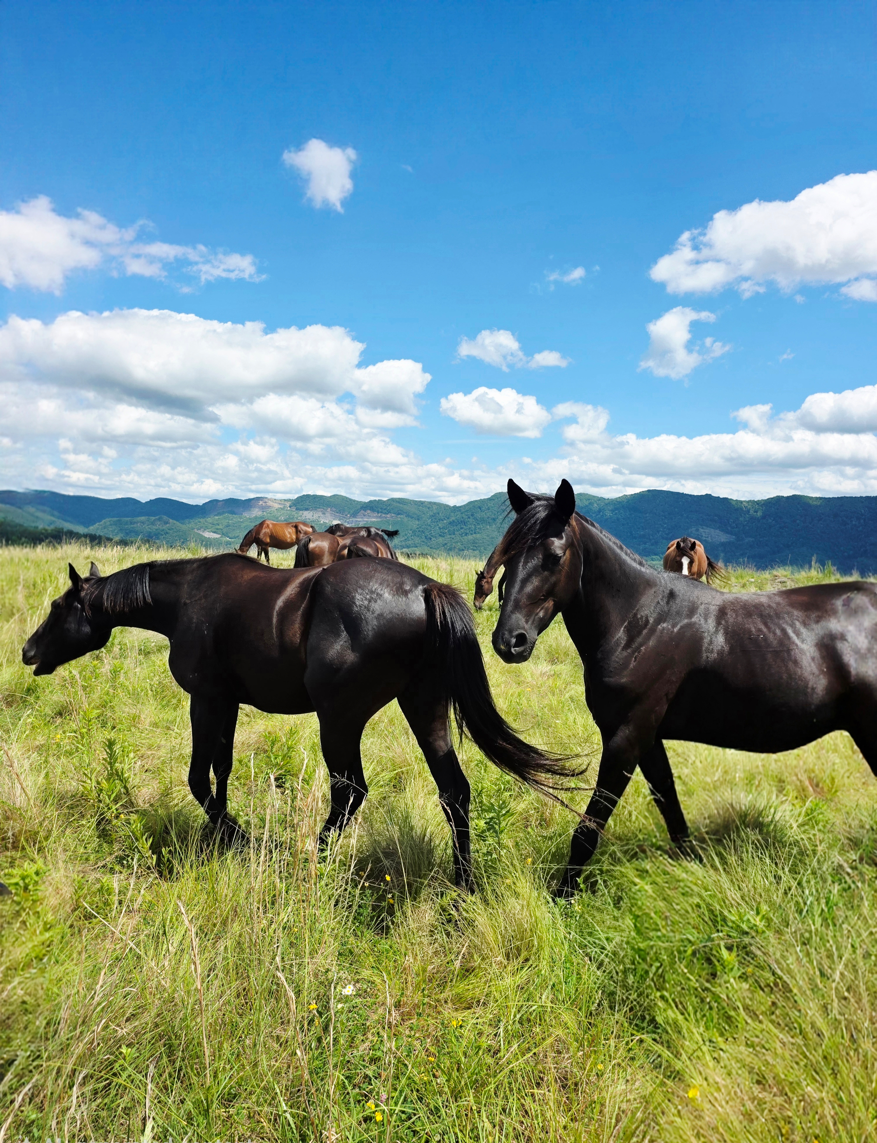 Auto-generated description: A group of horses grazes on a green grassy field under a bright blue sky with scattered clouds and a backdrop of distant mountains.