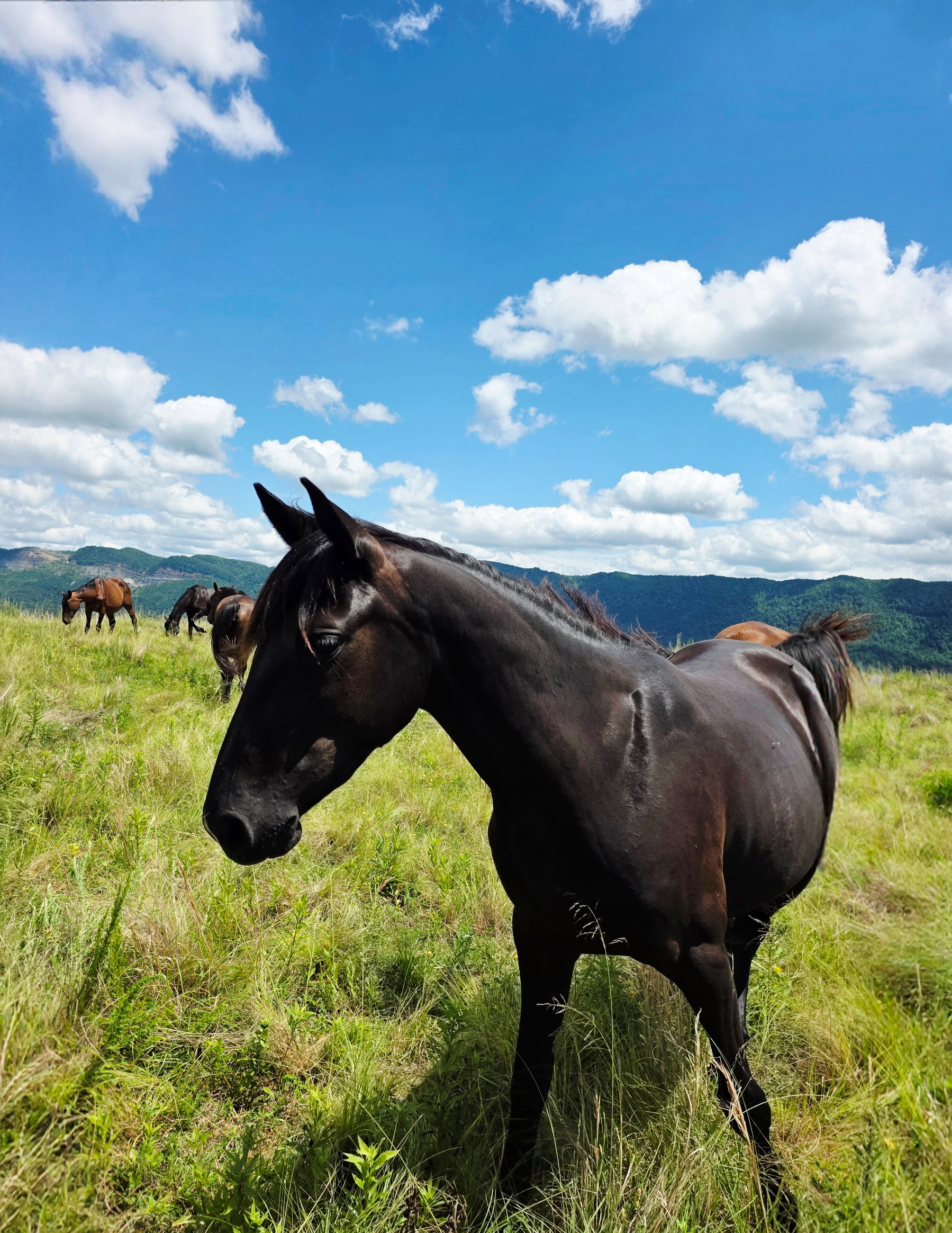 Auto-generated description: A black horse stands in a grassy field with other horses grazing in the background under a bright blue sky with scattered clouds.