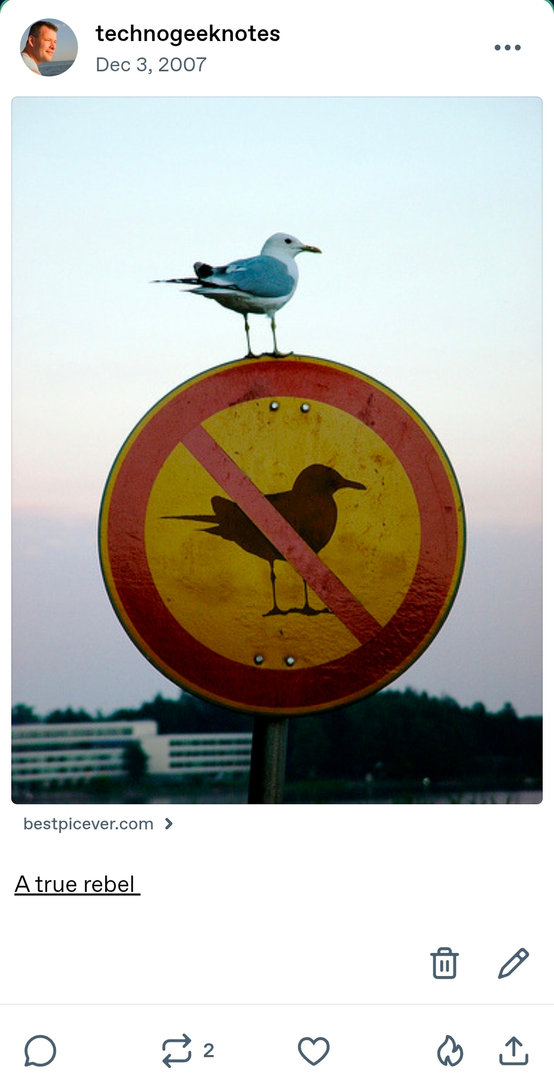 A true rebel post on Tumblr
